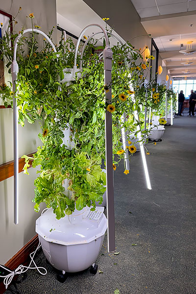 Six hydroponic gardens lining a hallway outside Lobdell's Teaching Restaurant